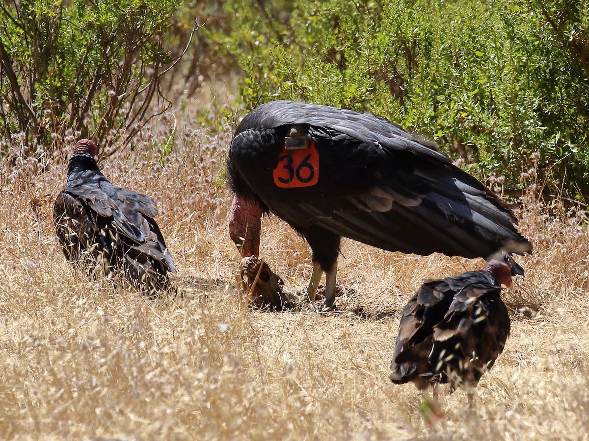 California Condor - ML639963637