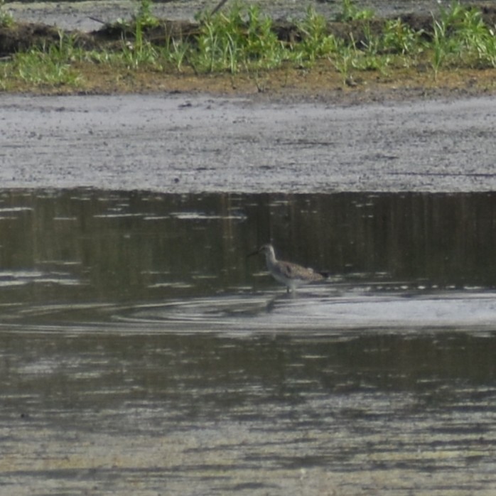 小黃腳鷸 - ML639963643