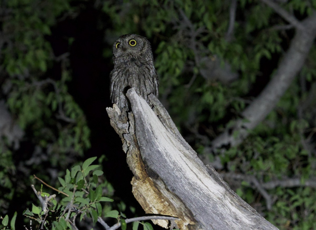 Western Screech-Owl - ML639963656