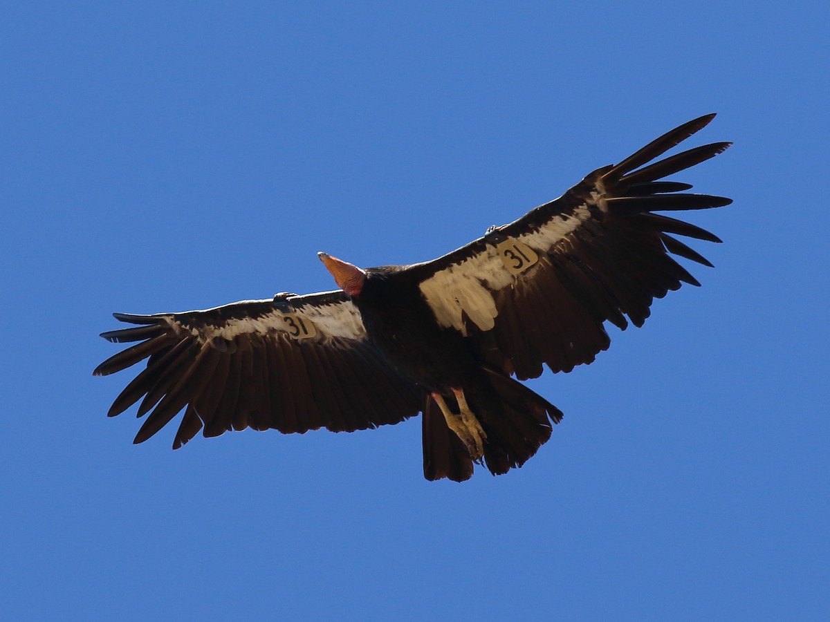 California Condor - ML639963664