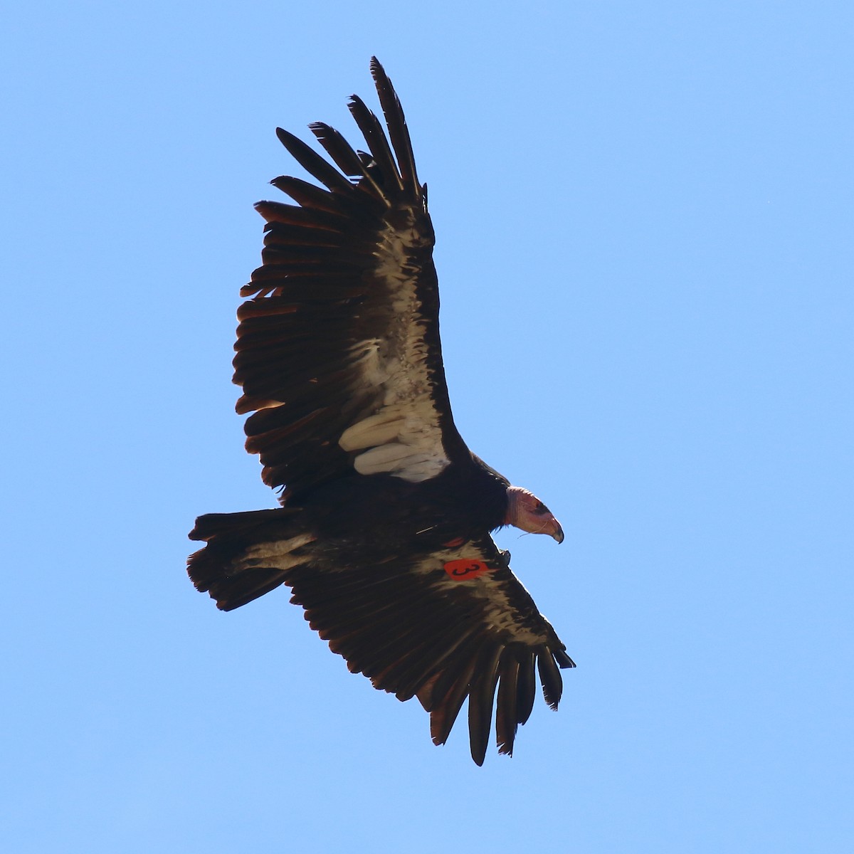California Condor - ML639963667
