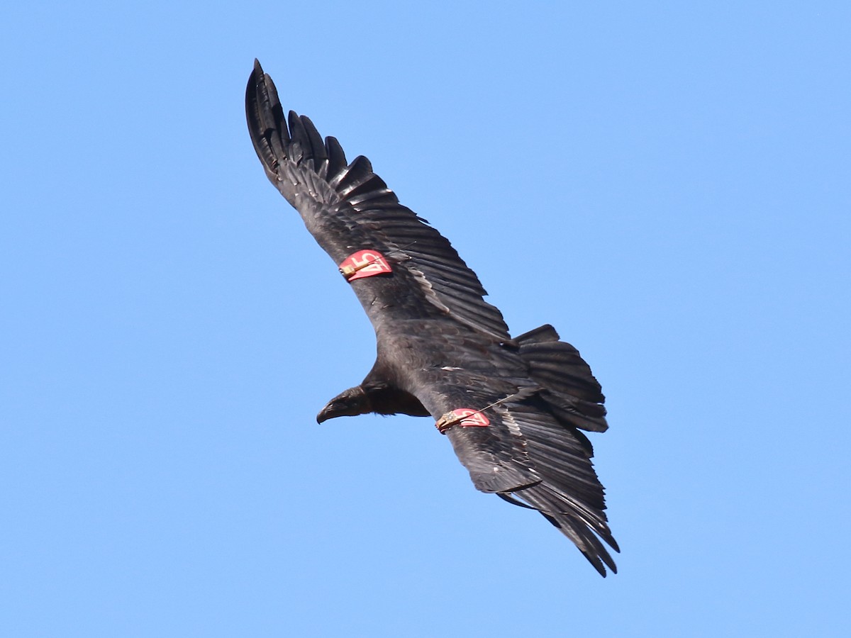 California Condor - ML639963678
