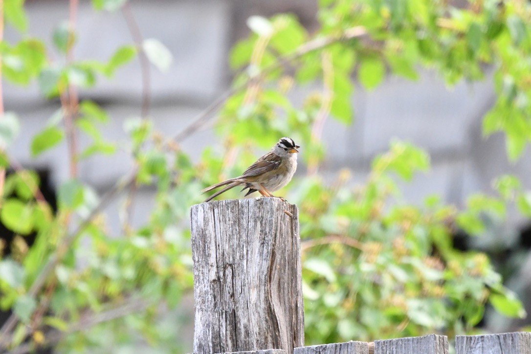 White-crowned Sparrow - ML639963708
