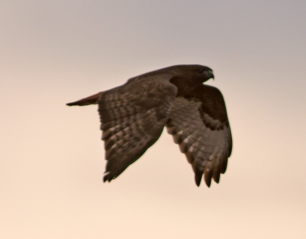 Red-tailed Hawk (calurus/abieticola) - ML639963730