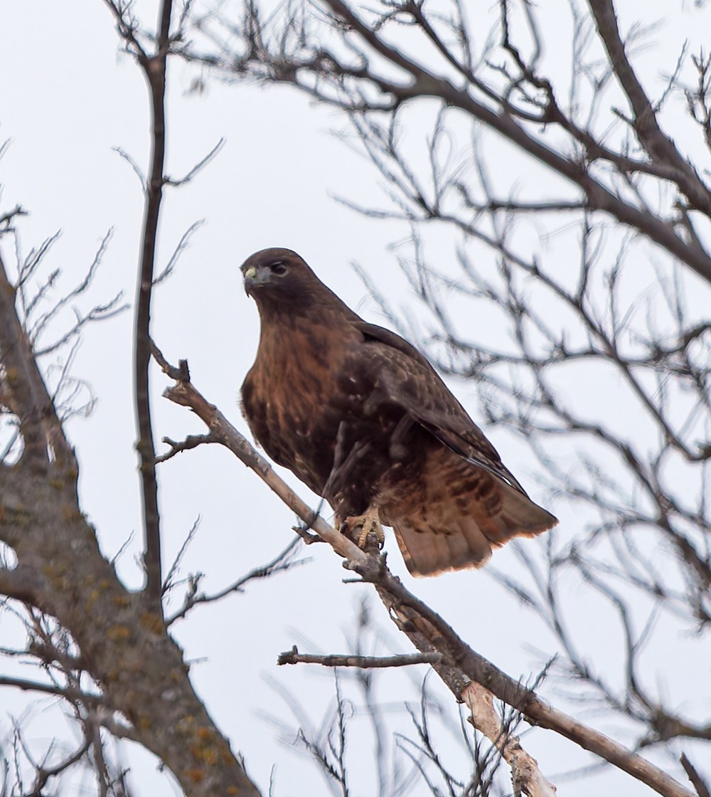 Red-tailed Hawk (calurus/abieticola) - ML639963731