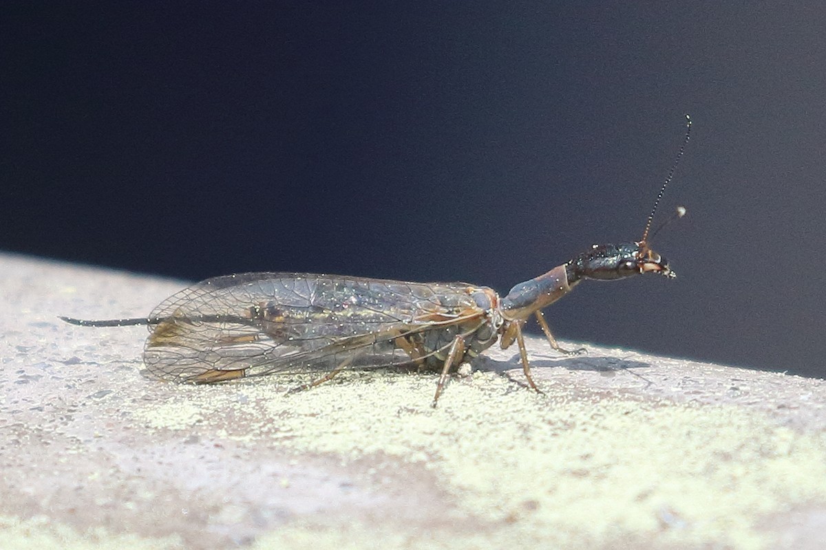 Snakeflies - ML639963777