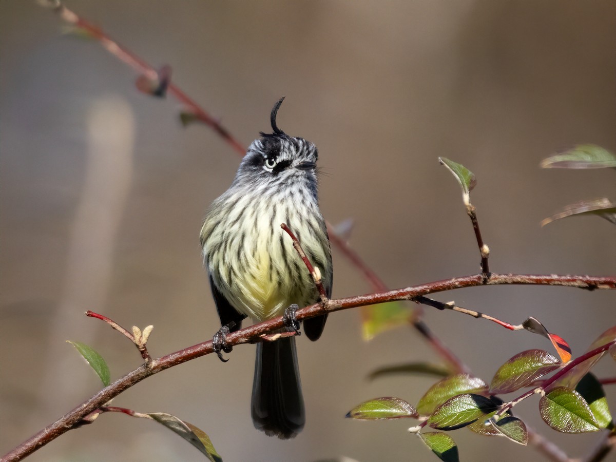 Tufted Tit-Tyrant - ML639963794