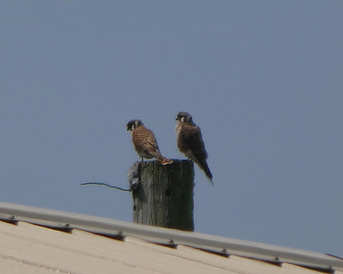 American Kestrel - ML639963836