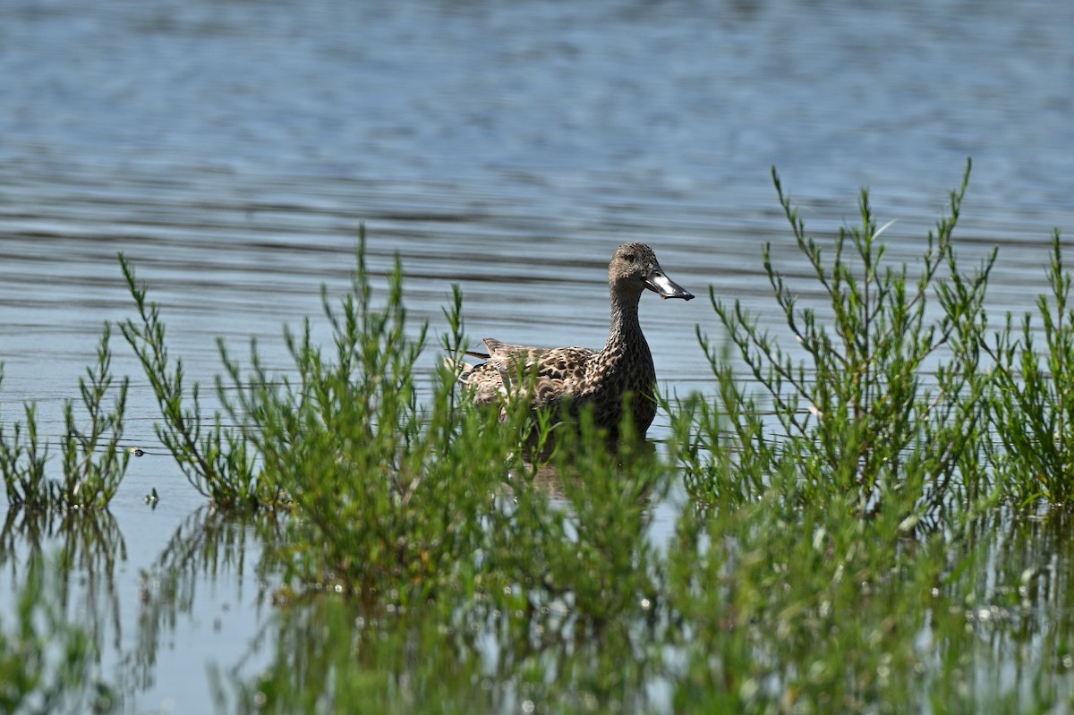 Халбага нугас - ML639963854