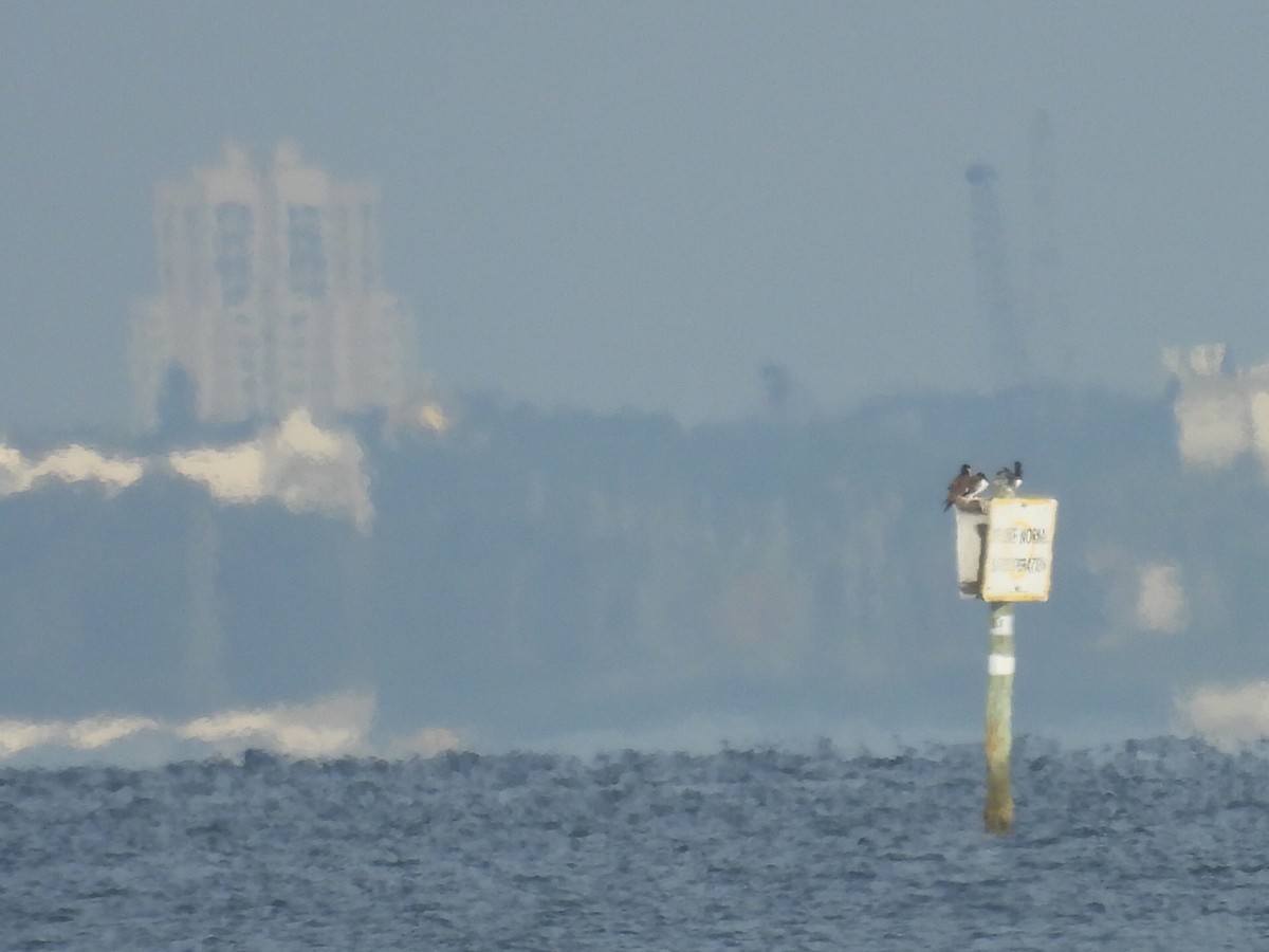 Brown Booby - ML639963975
