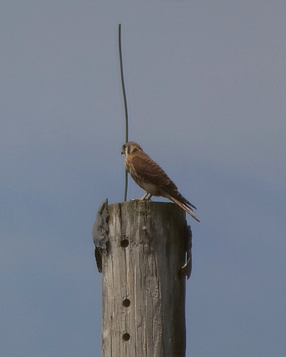 American Kestrel - ML639963984