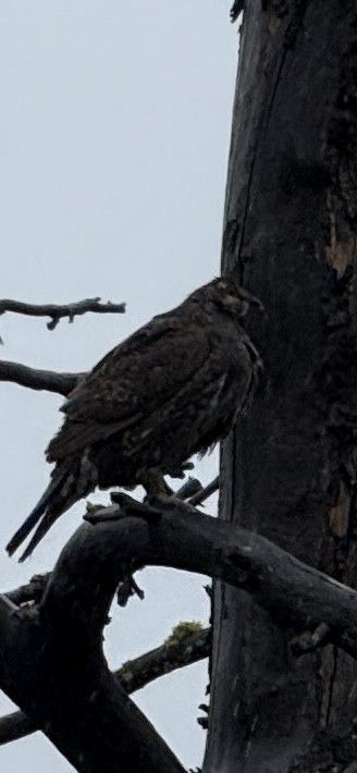 Dusky Grouse - ML639963989