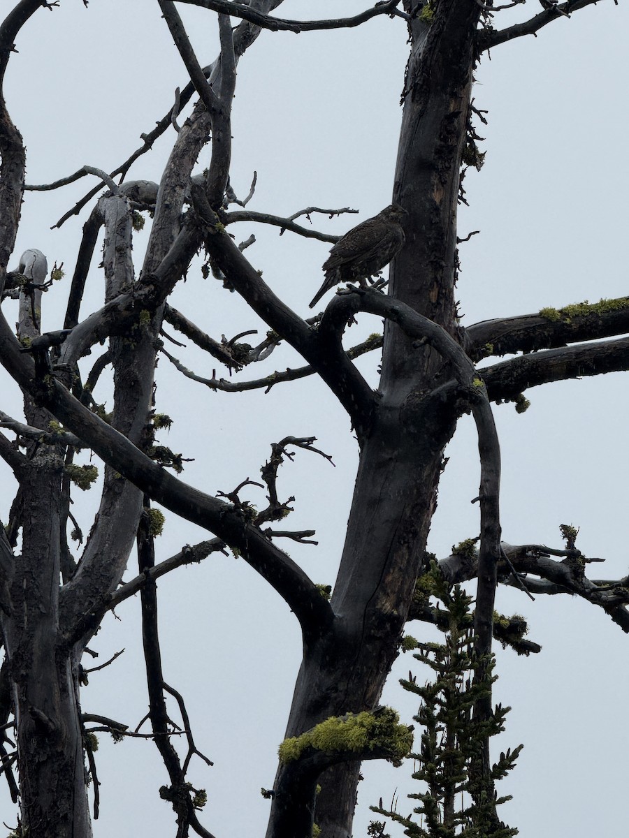 Dusky Grouse - ML639963990