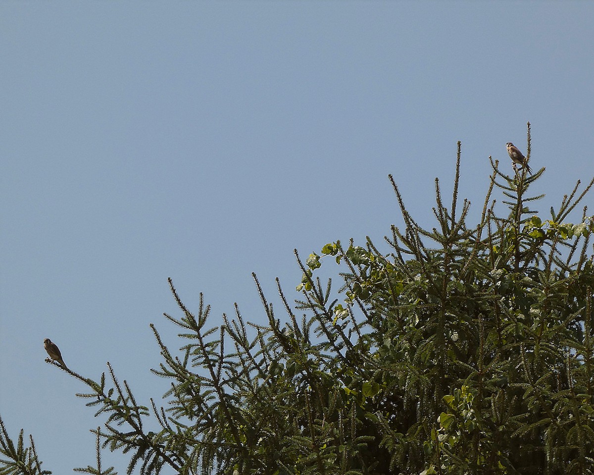 American Kestrel - ML639964088