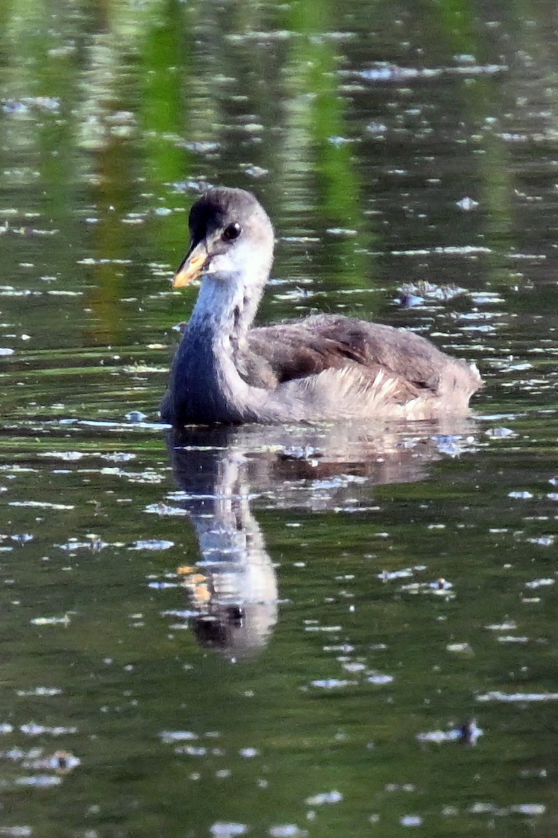 American Coot - ML639964122