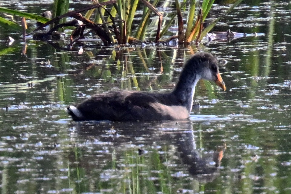 American Coot - ML639964123