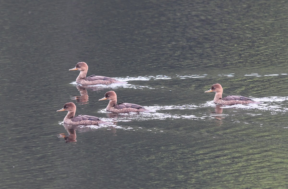 Hooded Merganser - ML639964164