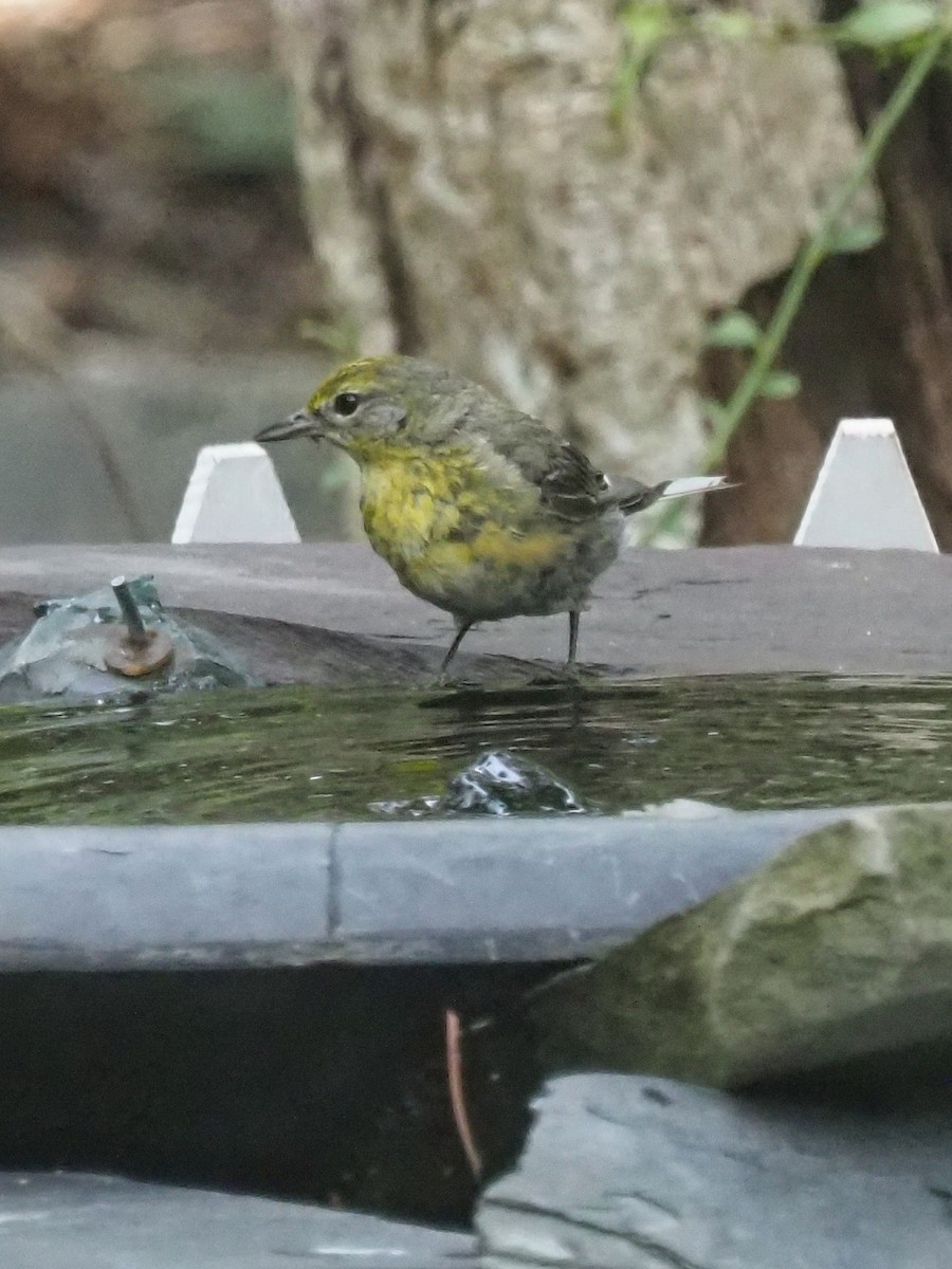 Pine Warbler - ML639964167