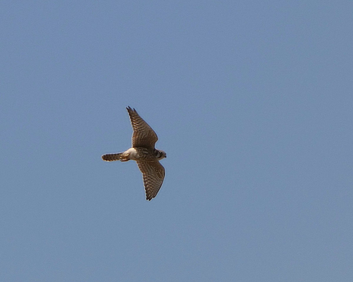 American Kestrel - ML639964180
