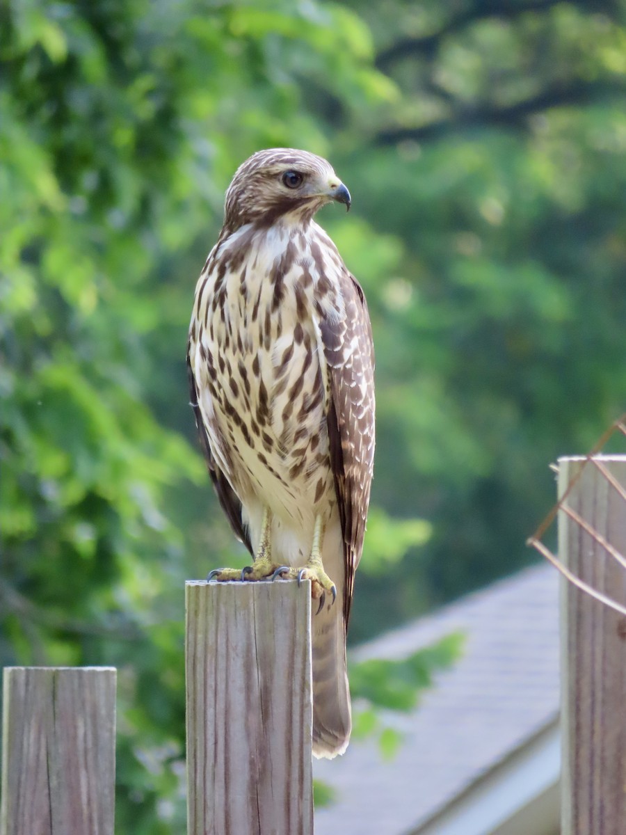 Red-shouldered Hawk - ML639964219