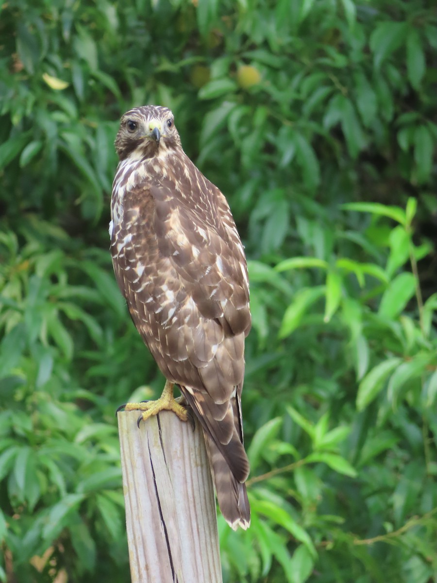 Red-shouldered Hawk - ML639964220