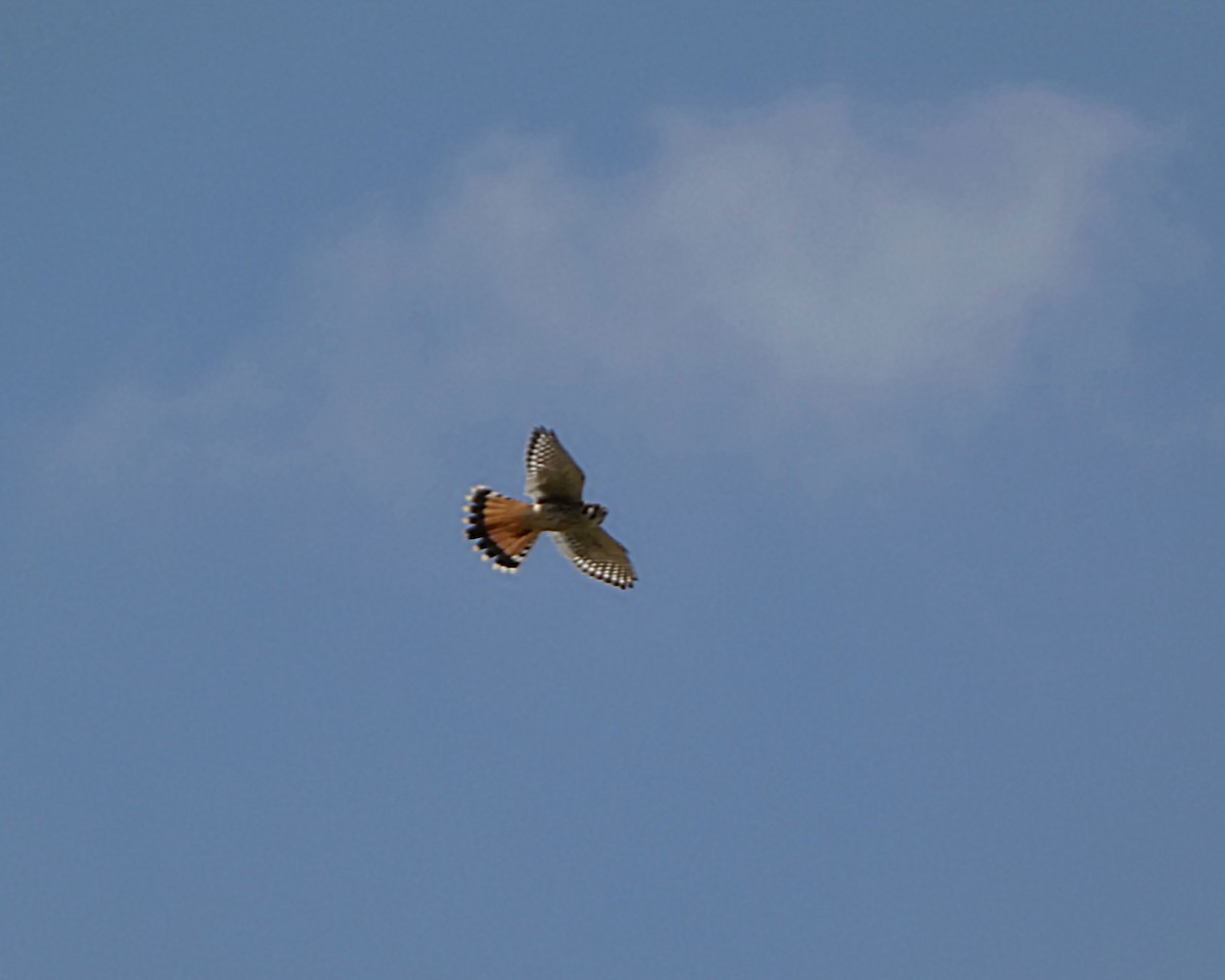 American Kestrel - ML639964268