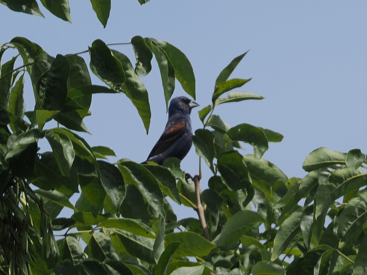 Blue Grosbeak - ML639964280