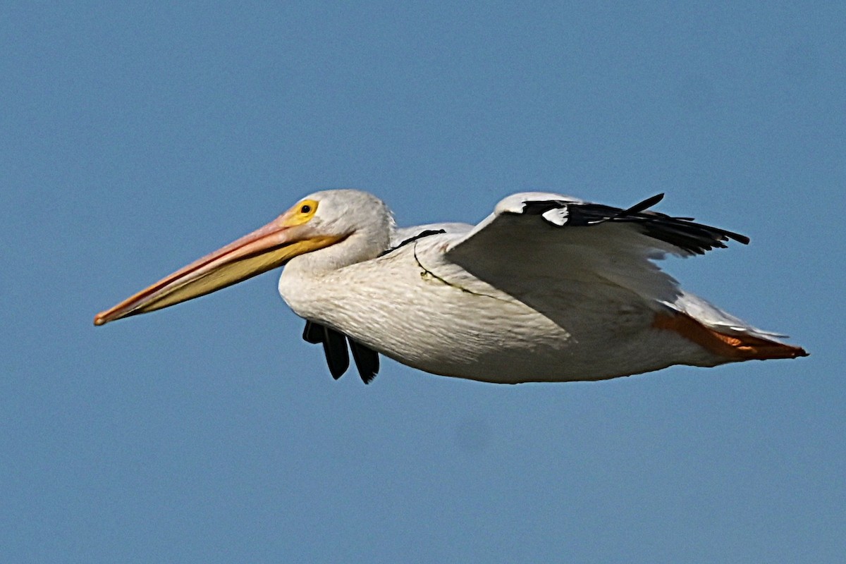American White Pelican - ML639964319