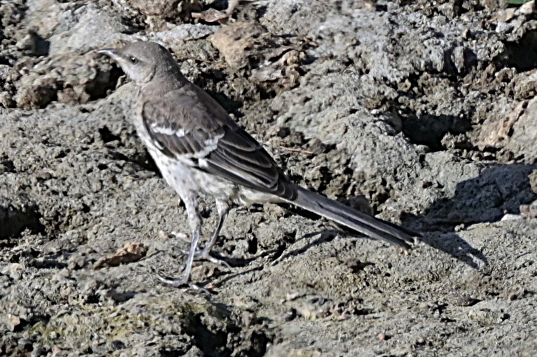 Northern Mockingbird - ML639964327