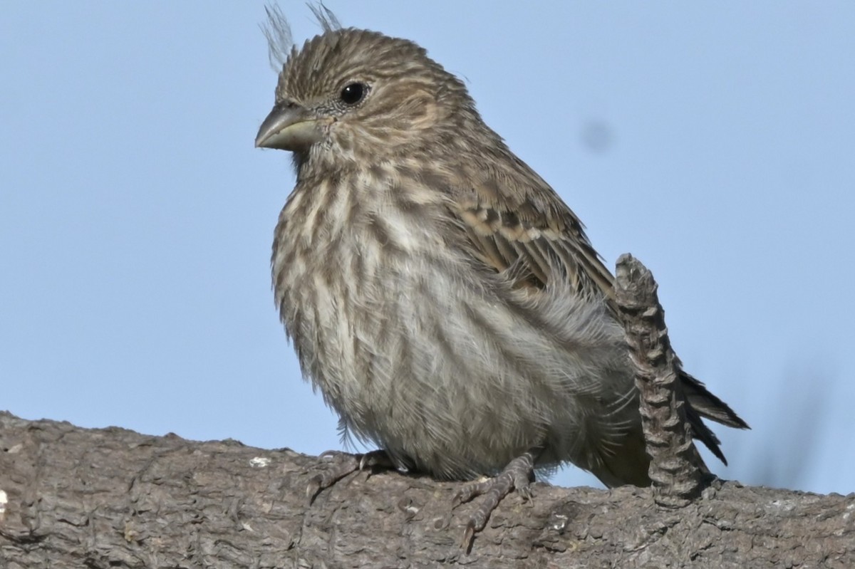 House Finch - ML639964330
