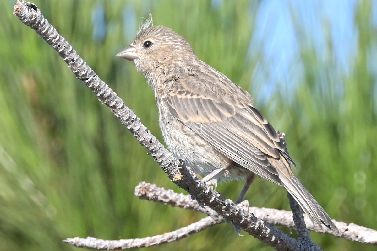 House Finch - ML639964331
