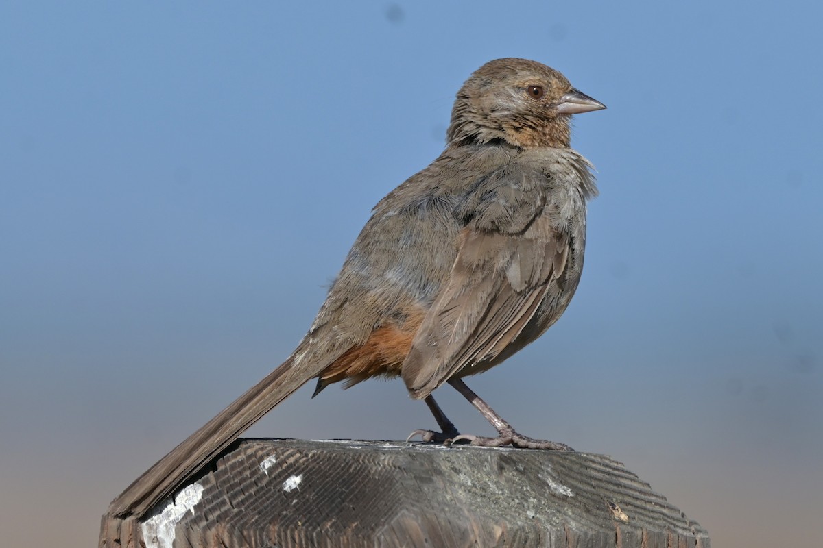 California Towhee - ML639964333