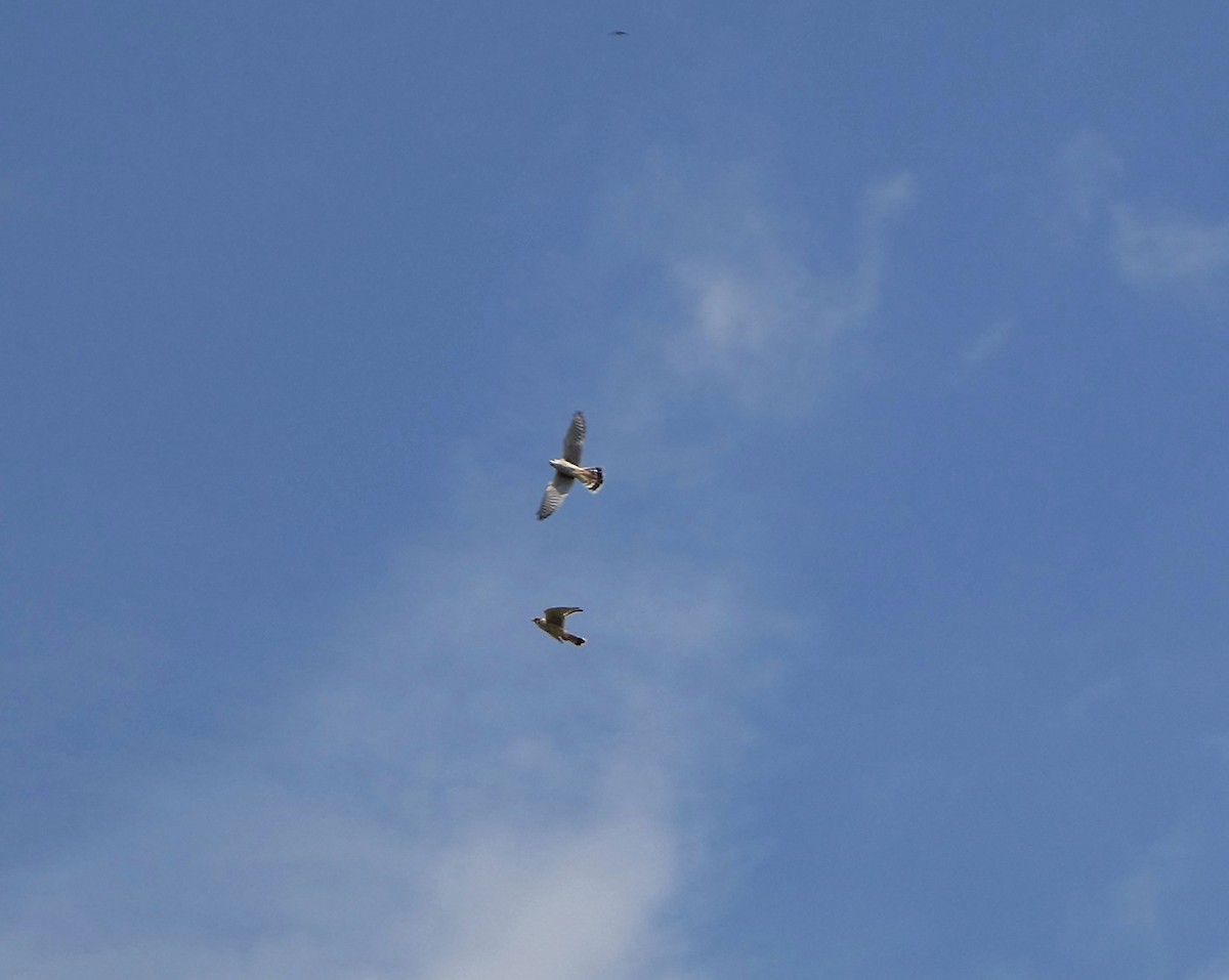 American Kestrel - ML639964393