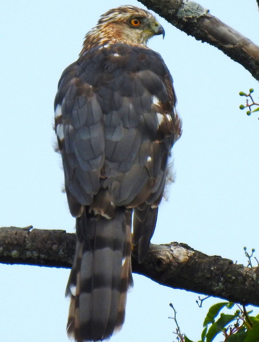 Cooper's Hawk - ML639964400