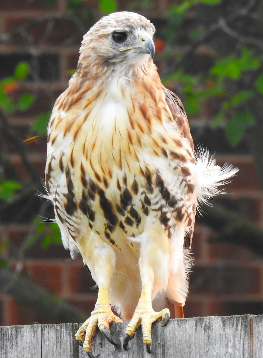 Red-tailed Hawk - ML639964410