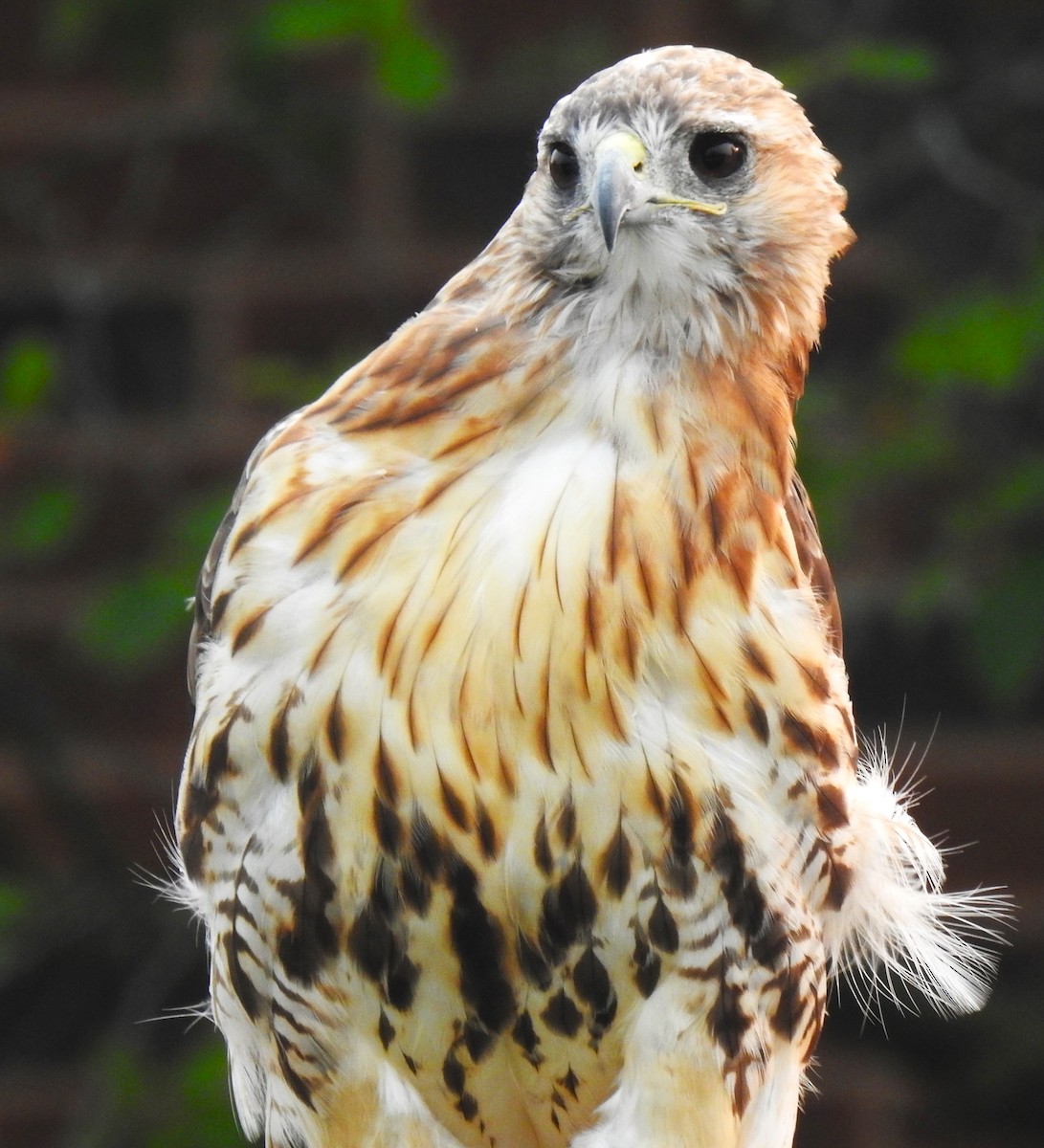 Red-tailed Hawk - ML639964411