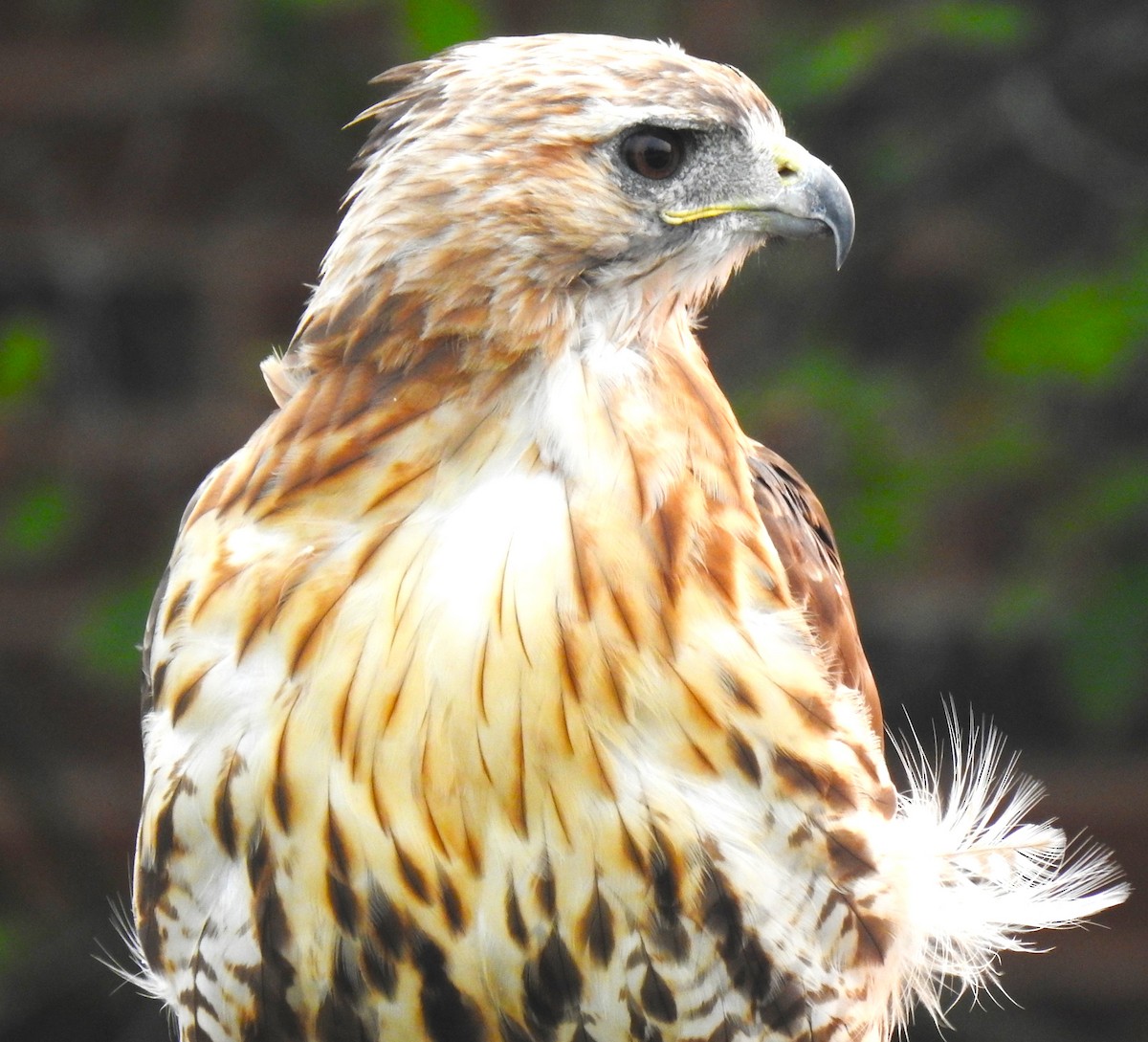 Red-tailed Hawk - ML639964412