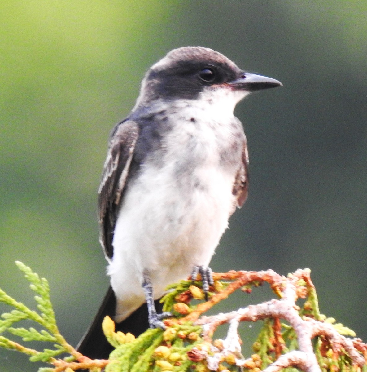 Eastern Kingbird - ML639964426