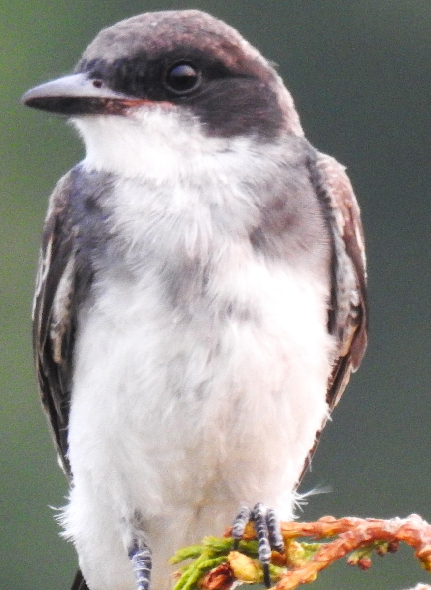 Eastern Kingbird - ML639964427