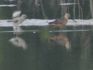 Short-billed Dowitcher - ML639964440