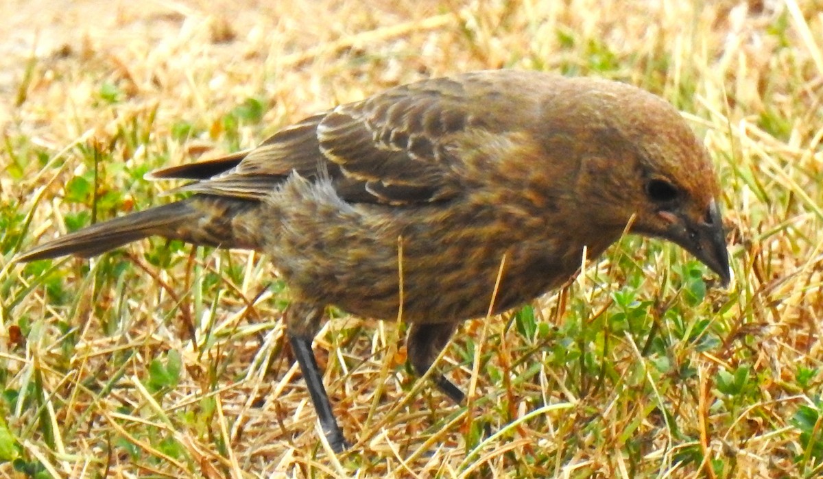 Brown-headed Cowbird - ML639964454