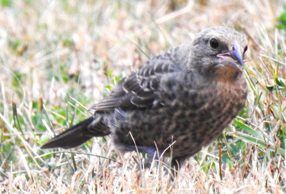Brown-headed Cowbird - ML639964455