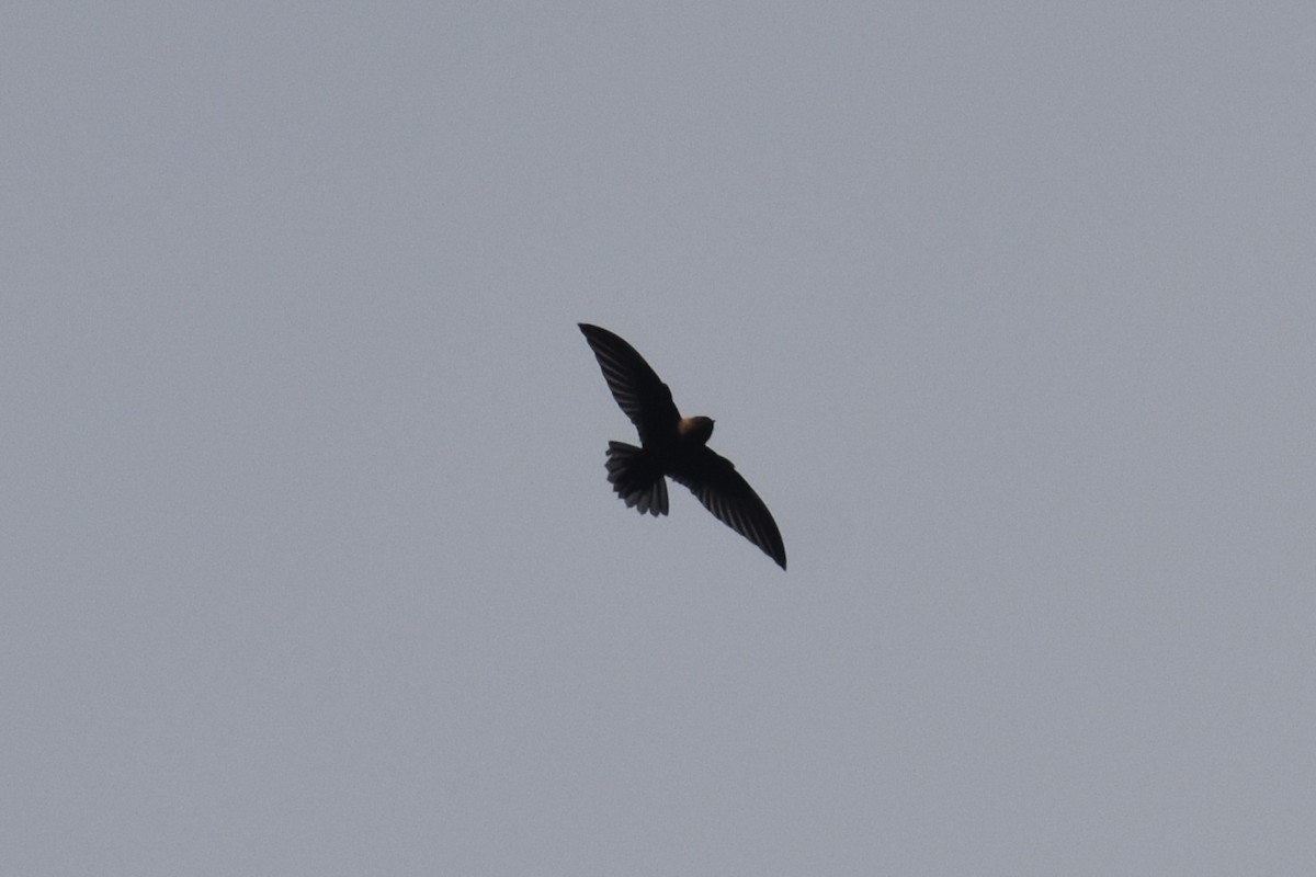 Chestnut-collared Swift - ML639964700