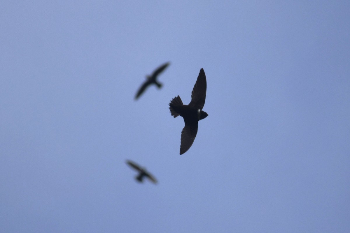 White-collared Swift - ML639964713