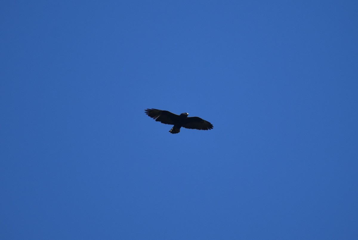 Short-tailed Hawk - ML639964736
