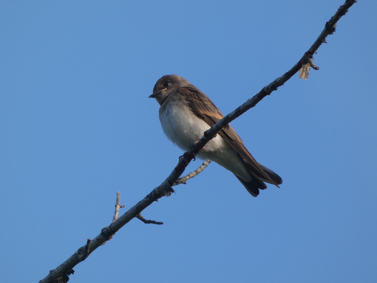 Northern Rough-winged Swallow - ML639964744