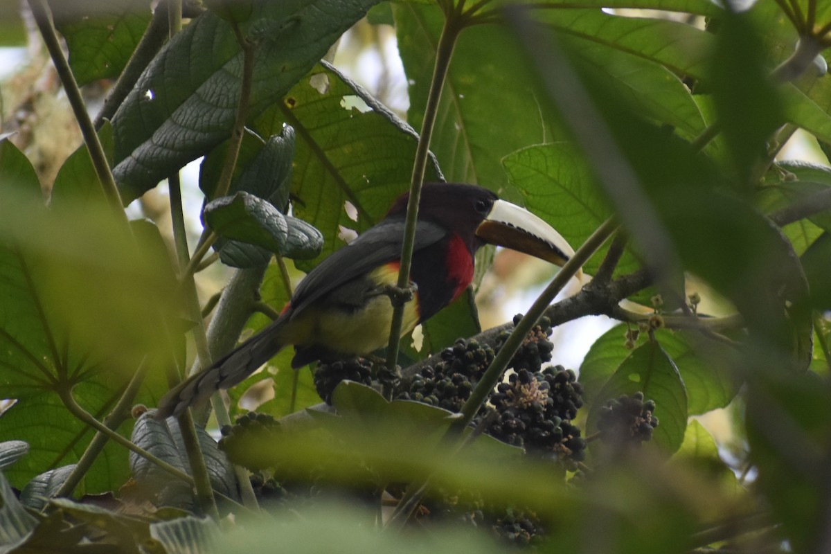 Ivory-billed Aracari - ML639964748