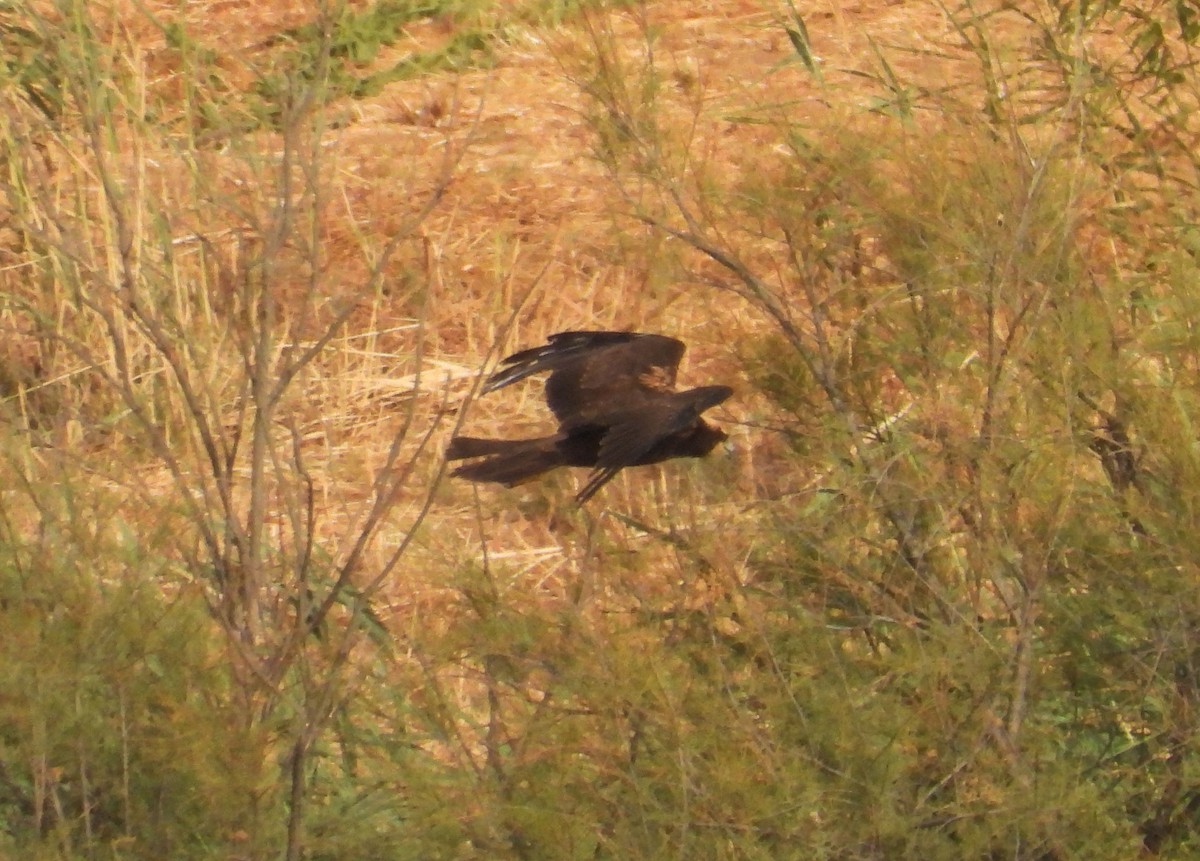 Western Marsh Harrier - ML639964831