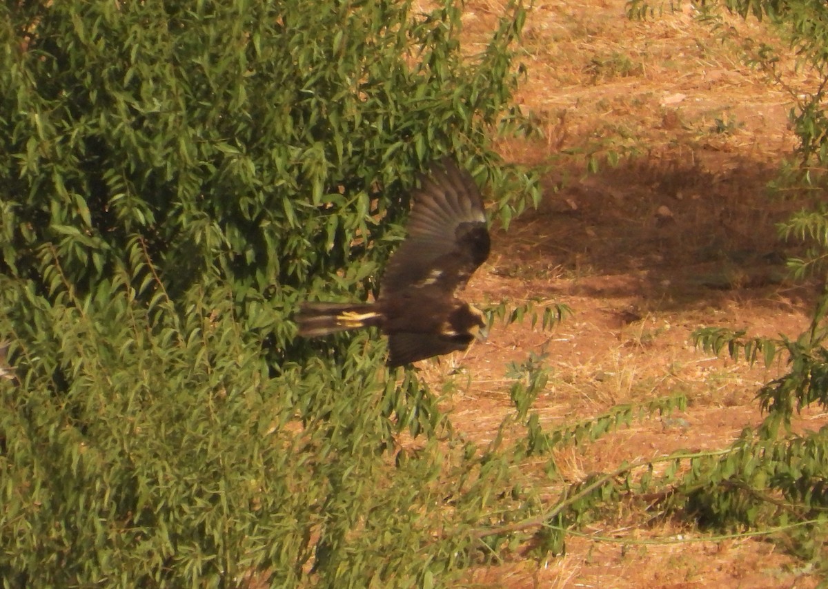 Western Marsh Harrier - ML639964832