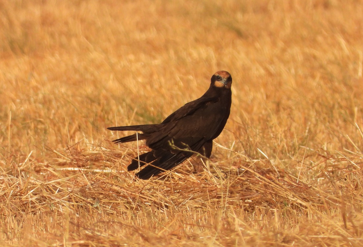Western Marsh Harrier - ML639964837